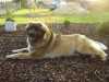 Prodám štěnata Leonbergera s PP.Odběr cca květen.Nádherný mohutný pes milující rodinu a děti.Tel.721136354