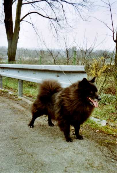 Německý špic velký černý - šť. s PP. rodinný pes